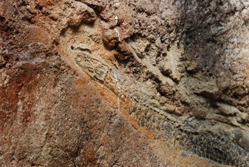 fossile