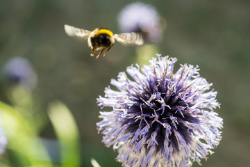 bumblebee on a blue flower