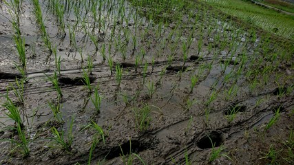 Some farmers' footprints in the muddy fields