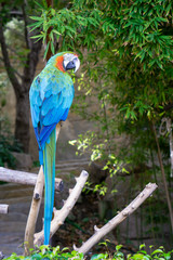 Parrot in the open zoo