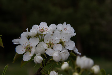 White flowers bloom in spring forest