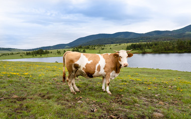Naklejka premium Portrait of a cow on the grass