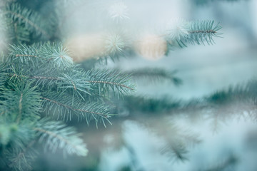 Close up photo of blue fresh spruce branches
