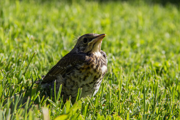 
Chick sitting on green grass