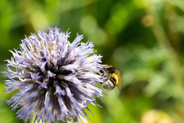 bumblebee on a blue flower