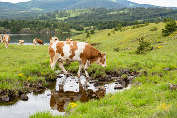 Fototapeta na wymiar A mountains and a cow in the water
