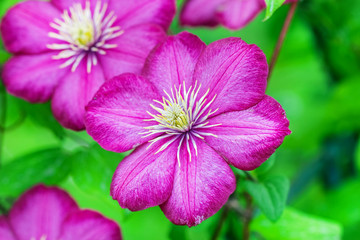 Fototapeta na wymiar Pretty purple clematis flower