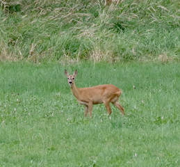 Reh auf der Wiese