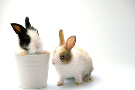 Two rabbits on a white background