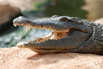 crocodile