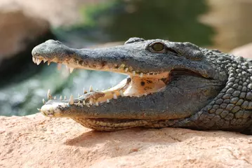 Fotobehang crocodile © Fred