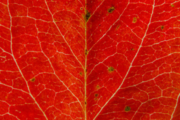 Obraz premium Closeup autumn fall extreme macro texture view of red orange wood sheet tree leaf. Inspirational nature october or september wallpaper background. Change of seasons concept. Close up selective focus