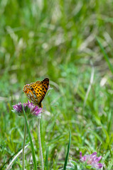 Yellow butterfly on a purple flower in a field among green grass
