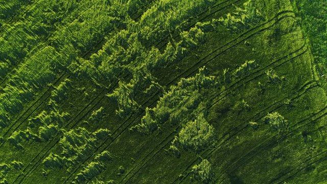field with damaged crops after hail storm in aerial view