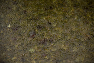 wallpaper autumn concept of rainy drops on pond water surface brown moody colors melancholy October environment space