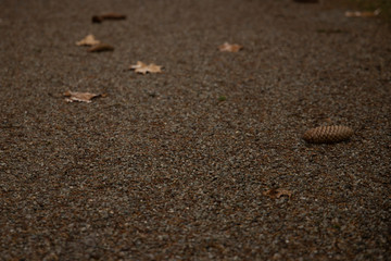 cone on the ground autumn simple concept picture background