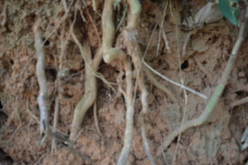 Roots in the soil. Natural background