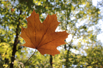 Fototapeta na wymiar Close-up of yellow autumn maple leave against the sun. Hello autumn concept