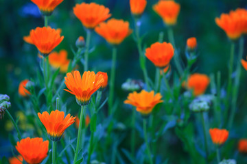 Orange and yellow flower in garden. Calendula officinalis, the pot marigold, ruddles, common marigold or Scotch marigold
