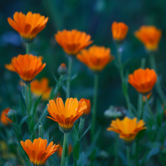Orange and yellow flower in garden. Calendula officinalis, the pot marigold, ruddles, common marigold or Scotch marigold
