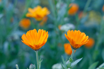Orange and yellow flower in garden. Calendula officinalis, the pot marigold, ruddles, common marigold or Scotch marigold