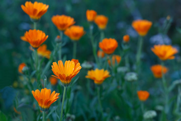 Orange and yellow flower in garden. Calendula officinalis, the pot marigold, ruddles, common marigold or Scotch marigold