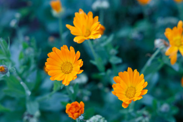 Orange and yellow flower in garden. Calendula officinalis, the pot marigold, ruddles, common marigold or Scotch marigold
