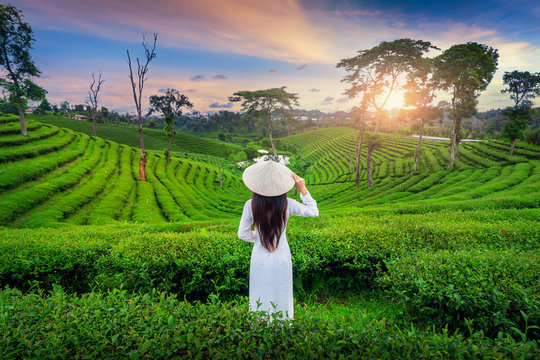 Asian woman wearing Vietnam culture traditional in tea plantation in Chiang Rai, Thailand.