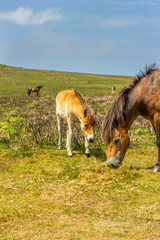 Naklejka na ściany i meble Exmoor Pony on Exmoor National Park