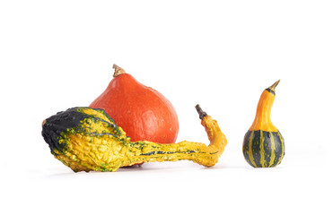 Gourd family.
Decorative squashes and pumpkin on white background. 