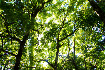 Obraz premium sun shining through trees