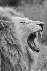 Weißer Löwe beim Gähnen schwarzweiss