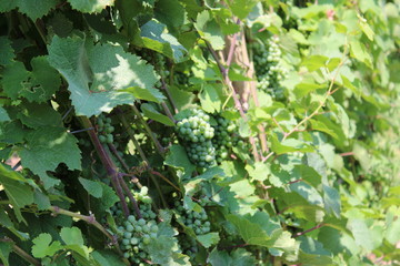 Wine Grapes