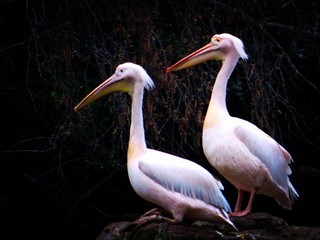 A couple of pelicans
