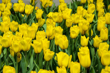 Obraz premium Common Tulipa Liliaceae Tulip