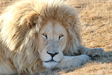 Weißes Löwen Männchen 913