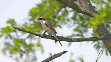 Red-Backed shrike in Hungary