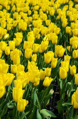 Common Tulipa Liliaceae Tulip