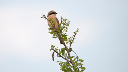 Red-Backed shrike in Hungary