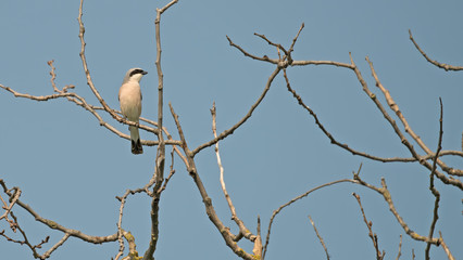 Red-Backed shrike in Hungary
