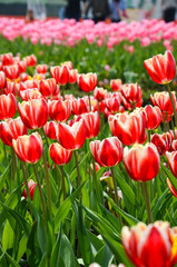 Common Tulipa Liliaceae Tulip