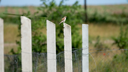 Red-Backed shrike in Hungary