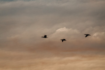 Obraz premium Silhouette of birds flying in the sky