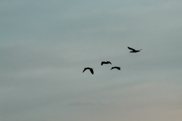 Obraz premium Silhouette of birds flying in the sky