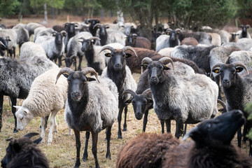 Herd of Heidschnucken, the typical breed of sheep in the Luneburg Heather in Niedersachsen, Germany
