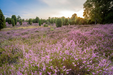 landscape with blooming erica in the Luneburg heather near Wilsede Mountain, Niedersachsen, Germany, landscape
