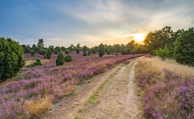 Naklejka na ściany i meble landscape with blooming erica in the Luneburg heather near Wilsede Mountain, Niedersachsen, Germany, landscape