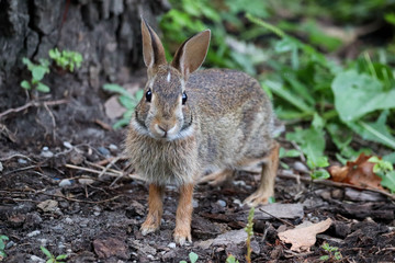 Portrait of a young bunny