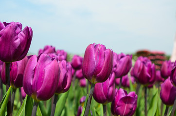 Common Tulipa Liliaceae Tulip