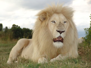 Weißes Löwen Männchen Portrait 6821